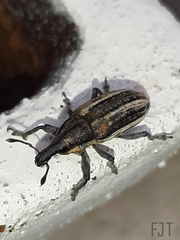 Scaphomorphus boucardi