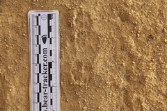 Dipodomys californicus