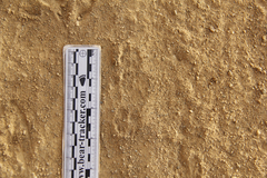 Dipodomys californicus