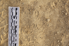 Dipodomys californicus