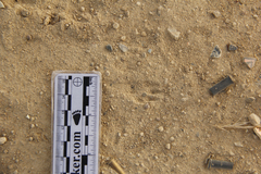 Dipodomys californicus