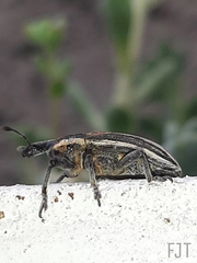 Scaphomorphus boucardi
