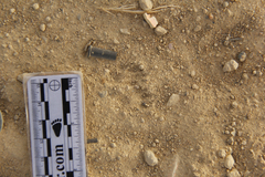 Dipodomys californicus