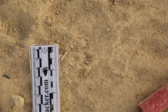 Dipodomys californicus