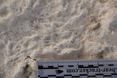 Dipodomys californicus