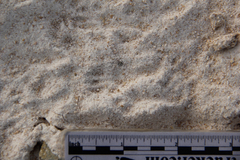 Dipodomys californicus