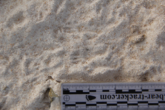 Dipodomys californicus