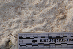 Dipodomys californicus