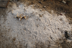 Dipodomys californicus