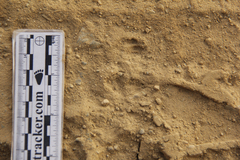 Dipodomys californicus