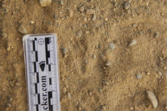 Dipodomys californicus