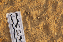 Dipodomys californicus