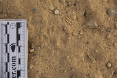 Dipodomys californicus