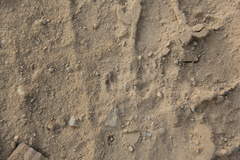 Dipodomys californicus