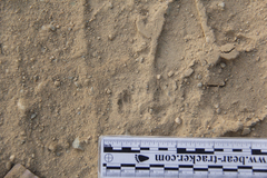 Dipodomys californicus