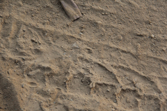 Dipodomys californicus