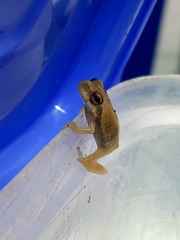 Dendropsophus robertmertensi