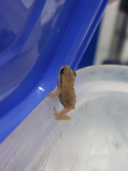 Dendropsophus robertmertensi