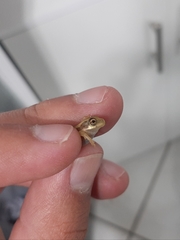 Dendropsophus robertmertensi