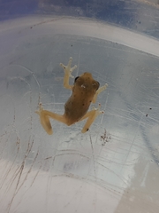 Dendropsophus robertmertensi