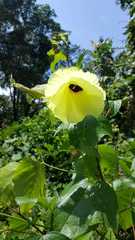 Azanza lampas