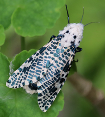 Zeuzera multistrigata