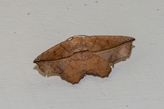 Polyacme dissimilis
