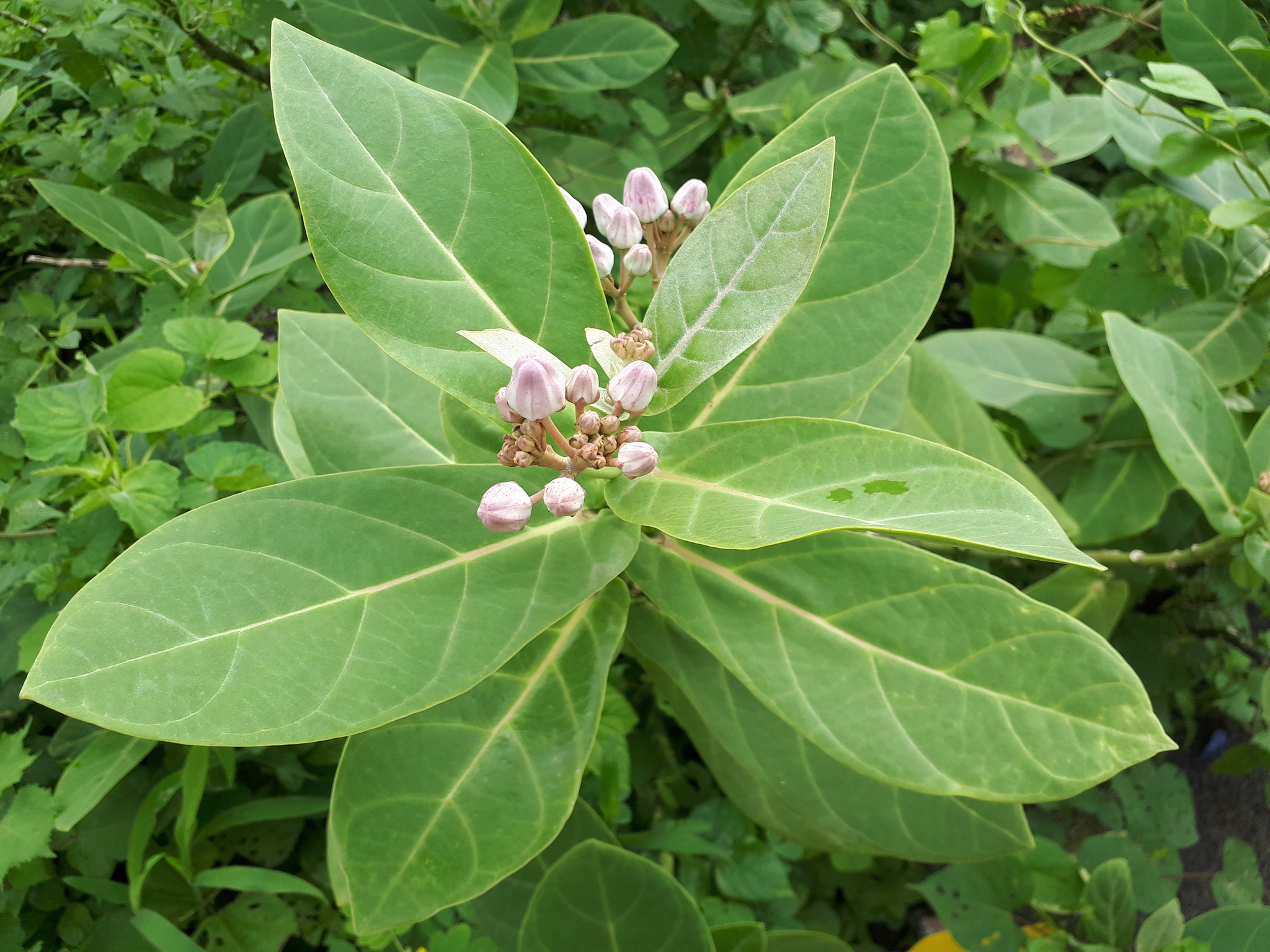 Calotropis