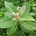 Giant Milkweeds - Photo (c) heritageofchicalim, some rights reserved (CC BY-NC)
