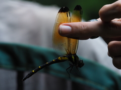 Chlorogomphus auratus