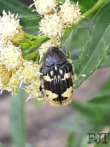 Euphoria basalis