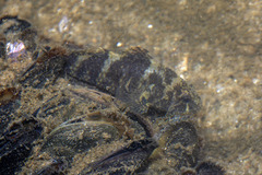 Mud Sleeper photo 4