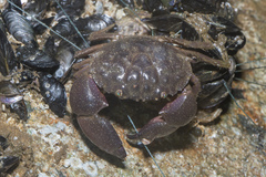 Myomenippe hardwickii