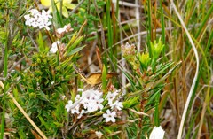 Dichromodes ainaria