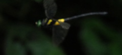 Chlorogomphus nakamurai