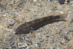 Drombus triangularis
