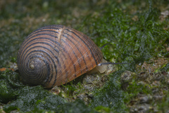 Nerita balteata