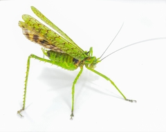 Championica montana