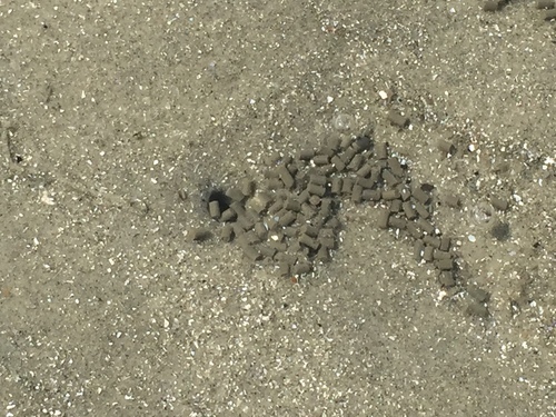 Callianassidae