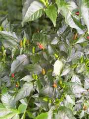 Capsicum frutescens
