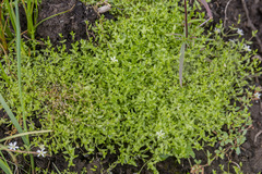 Stellaria crassifolia