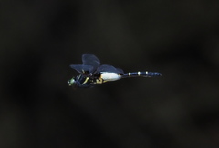 Chlorogomphus papilio