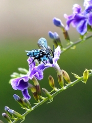 Thyreus himalayensis