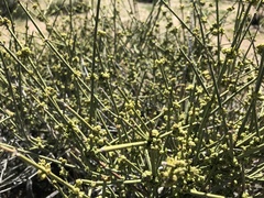 Ephedra californica
