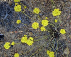 Glischrocaryon aureum