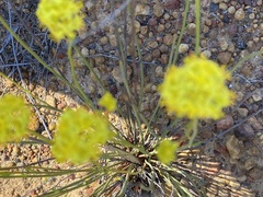 Glischrocaryon aureum