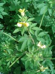 Cleome viscosa