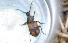 Panagaeus bipustulatus