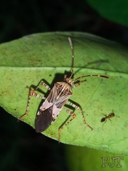 Hypselonotus punctiventris