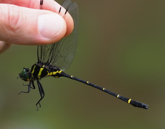 Chlorogomphus piaoacensis